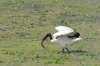 Sacred Ibis :: Heiliger Ibis