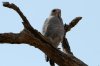 Dark Chanting Goshawk :: Graubrzel Singhabicht