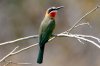 White-fronted Bee-eater :: Weistirnbienenfresser