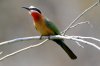 White-fronted Bee-eater :: Weistirnbienenfresser