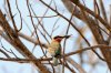 White-fronted Bee-eater :: Weißstirnbienenfresser
