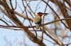 White-fronted Bee-eater :: Weistirnbienenfresser