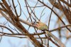 White-fronted Bee-eater :: Weistirnbienenfresser