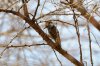 Cardinal Woodpecker :: Kardinalsspecht