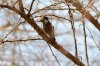 Cardinal Woodpecker :: Kardinalsspecht