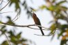 White-fronted Bee-eater :: Weistirnbienenfresser