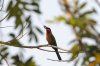 White-fronted Bee-eater :: Weistirnbienenfresser