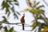 White-fronted Bee-eater :: Weistirnbienenfresser