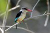 Brown-hooded Kingfisher :: Braunkopfliest