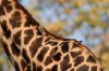 Giraffe - Red-billed Oxpecker :: Rotschnabelmadenhacker