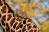 Giraffe - Red-billed Oxpecker :: Rotschnabelmadenhacker