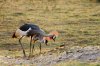 Crowned Crane :: Kronenkranich