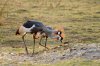 Crowned Crane :: Kronenkranich