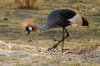 Crowned Crane :: Kronenkranich