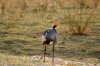 Crowned Crane :: Kronenkranich