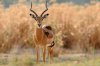 Impala mit Red-billed Oxpecker :: Rotschnabelmadenhacker