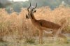 Impala mit Red-billed Oxpecker :: Rotschnabelmadenhacker