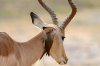 Impala mit Red-billed Oxpecker :: Rotschnabelmadenhacker