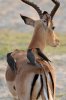 Impala mit Red-billed Oxpecker :: Rotschnabelmadenhacker