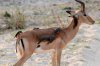 Impala mit Red-billed Oxpecker :: Rotschnabelmadenhacker