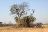 South Luangwa National Park