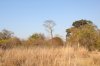 South Luangwa National Park