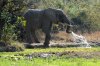 Elephant :: Elefant