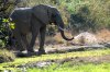 Elephant :: Elefant