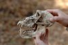 Baboon Skull :: Pavian Schdel