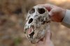 Baboon Skull :: Pavian Schdel