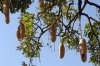 Sausage Tree :: Leberwurstbaum