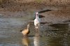 African Spoonbill :: Afrikanischer Lffler