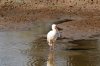 African Spoonbill :: Afrikanischer Lffler