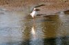 African Spoonbill :: Afrikanischer Lffler