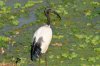 Sacred Ibis :: Heiliger Ibis