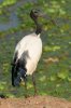 Sacred Ibis :: Heiliger Ibis