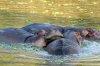 Hippopotamus :: Flusspferd