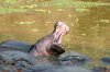 Hippopotamus :: Flusspferd