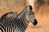 Plains Zebra :: Steppenzebra