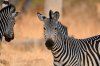 Plains Zebra :: Steppenzebra