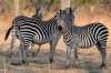 Plains Zebra :: Steppenzebra