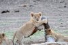 Lion Lioncubs :: Lwe