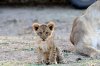 Lion Lioncubs :: Lwe