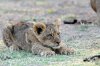 Lion Lioncubs :: Lwe