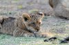 Lion Lioncubs :: Lwe