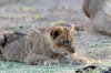 Lion Lioncubs :: Lwe