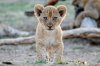 Lion Lioncubs :: Lwe