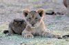 Lion Lioncubs :: Lwe