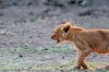 Lion Lioncubs :: Lwe