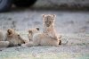 Lion Lioncubs :: Lwe